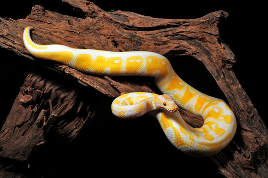 Albino-K&ouml;nigspython // albino Ball python (Python regius)