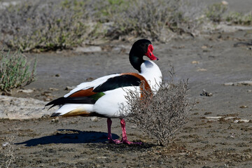 Brandgans - Männchen // Common shelduck - male (Tadorna tadorna)