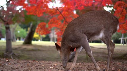 Deer in aurumn leaves nara park Japan public park natural red maple