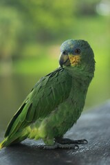 blue and yellow parrot