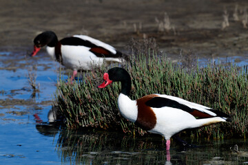 Brandgans - Pärchen // Couple of shelducks (Tadorna tadorna)