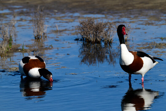 Brandgans - P&auml;rchen // Couple of shelducks (Tadorna tadorna)