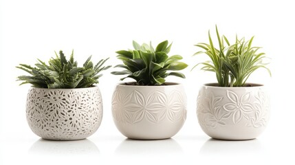 Fototapeta premium Three Potted Plants in Decorative Ceramic Pots