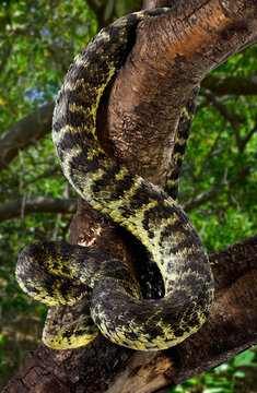Gr&uuml;ne Buschviper, Rankschuppige Buschviper // Green bush viper (Atheris squamigera)