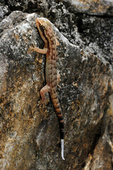 Honduras Blattfinger-Gecko Honduras leaf-toed gecko (Phyllodactylus palmeus) - Karibik-Insel Roatan, Honduras
