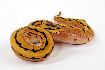 Königspython // Ball python (Python regius)
