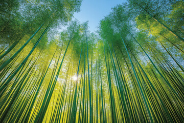 Fototapeta premium Tall, sunlit bamboo forest reaches skyward.