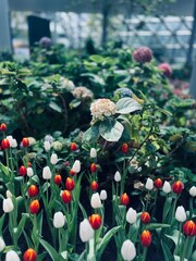 flowers in the park