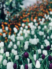 field of tulips