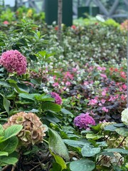 flowers in the garden