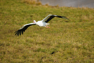 A white stork (Ciconia ciconia) flying over a meadow