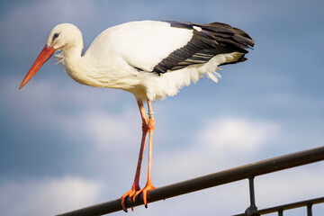 A white stork (Ciconia ciconia) stands on a railing. Blue sky in the background