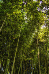 Kezhi Garden, Zhujiajiao, Shanghai, China