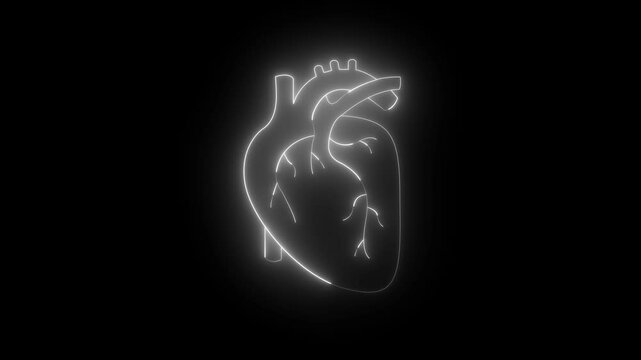 Neon human heart animation. Animation of a beating glowing human heart. icon of beating human heart isolated.