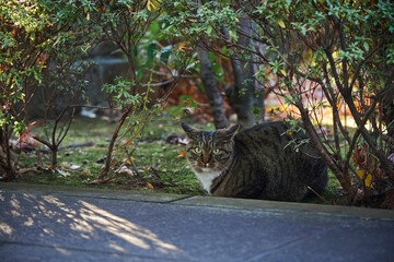 寺の境内 植木 猫