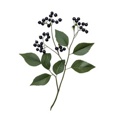 Elegant plant with dark berries and green leaves. transparent background
