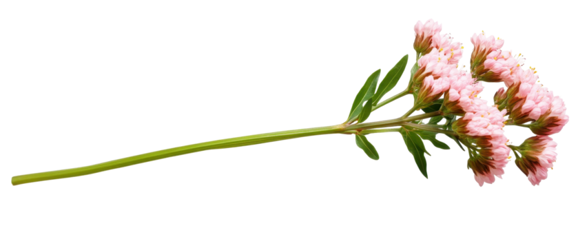 Delicate pink flower with vibrant green stem. transparent background