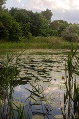a pond with a tree in the middle and a tree in the middle.