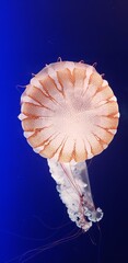 Jellyfish in blue water