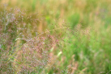 a field of wild flowers with a blurry background.