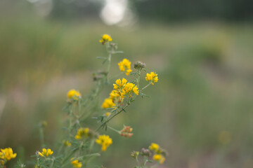 a field of wild flowers with a blurry background.
