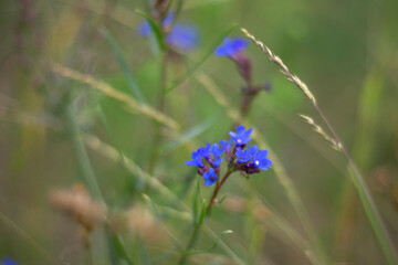 a field of wild flowers with a blurry background.