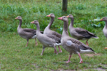 Graugänse in Brandenburg auf einer Wiese