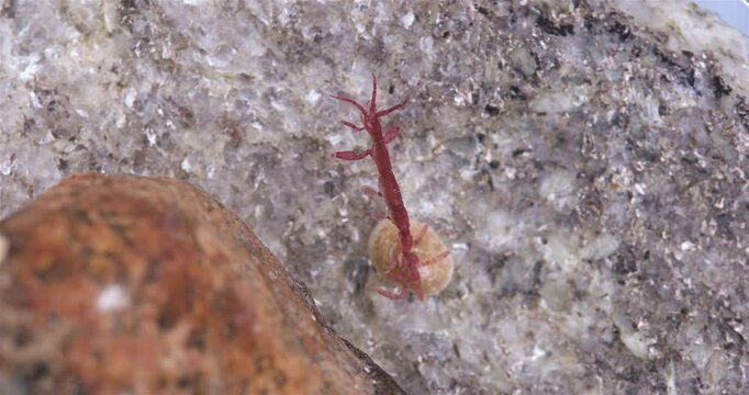 Skeleton shrimp Caprella sp. close up, order Amphipoda. Omnivorous, feeding on diatoms, detritus, protozoans, and crustacean larvae. White sea