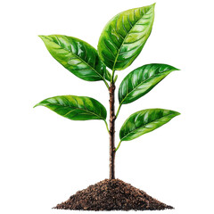 Lush Green Plant with Vibrant Leaves Emerging from Rich Soil Against a White Background