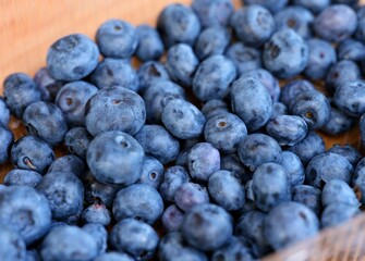 Close-up shot of ripe organic blueberries in a plastic box.
