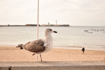 A seagull stands on the embankment near the sea