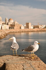  seagulls stand on the embankment near the sea