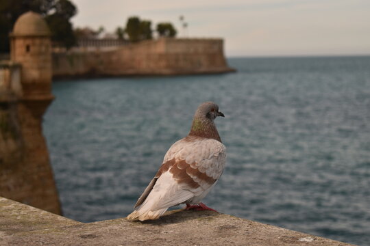 A dove sits near the embankment near the sea