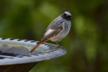 Junger männlicher Hausrotschwanz (Phoenicurus ochruros)
