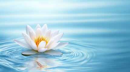 Elegant white water lily gracefully floating on serene blue water surface with gentle ripples and soft reflections.