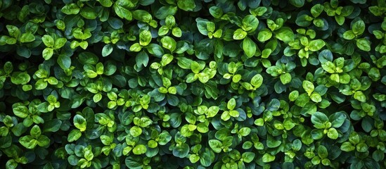 Vibrant Green Foliage of Birdeye Speedwell Thriving in Cool Conditions Ideal for Poor Soil and Residential Spaces