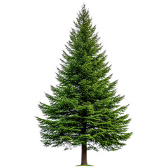 Obraz premium Majestic Evergreen Tree Standing Tall in Nature's Splendor Surrounded by Serenity and Beauty