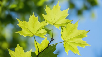Bright green maple leaves illuminated by sunlight against a clear blue sky creating a tranquil and refreshing natural ambiance.