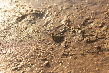 a frog is swimming in a puddle of water.