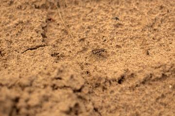 a bug with a yellow tag on its nose