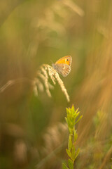 a field with tall grass and a sky with trees in the background