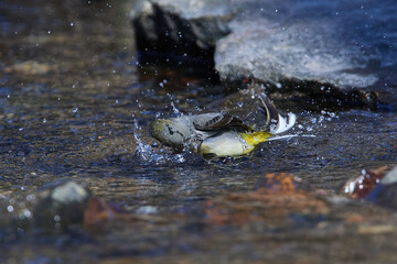 Gebirgsstelze im Frühjahr an der Spree in der Oberlausitz