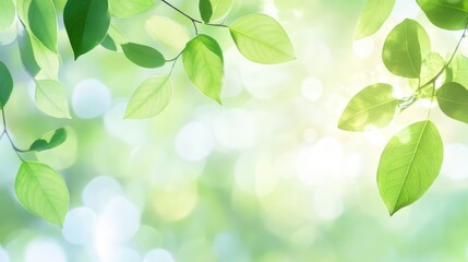 Lush green leaves with a dreamy bokeh background creating a serene natural atmosphere for relaxation and tranquility themes