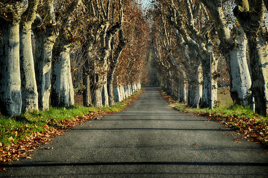 Viale di platani - Rivalta Scrivia - Alessandria - Piemonte - Italia