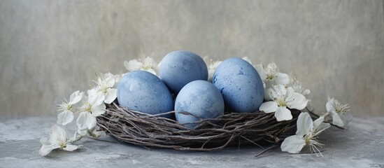 Obraz premium Blue Easter eggs nestled in a natural nest with white flowers on a textured gray concrete surface, perfect for spring-themed designs.