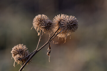 Icing on balls of thistle outside.
