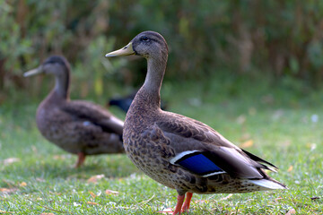 Duck Standing on Grass Looking