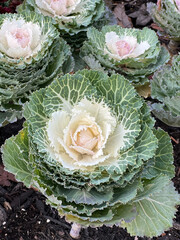 Brassica Oleracea Ornamental Flower