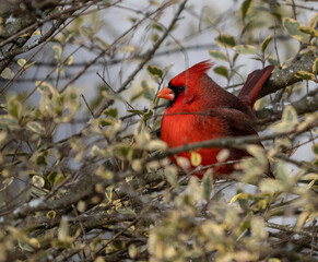 Male cardinal
