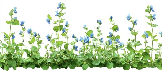 Birdeye Speedwell blooming in a garden showcasing its vibrant blue flowers and lush green foliage in optimal growth conditions